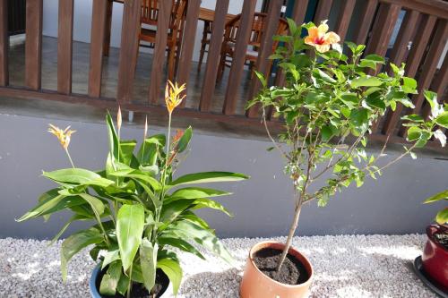 two plants in pots sitting on a table at Villa de Mango in Fontein