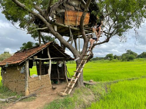 a woman climbing up a tree to a tree house at Thilina Homestay in Sigiriya