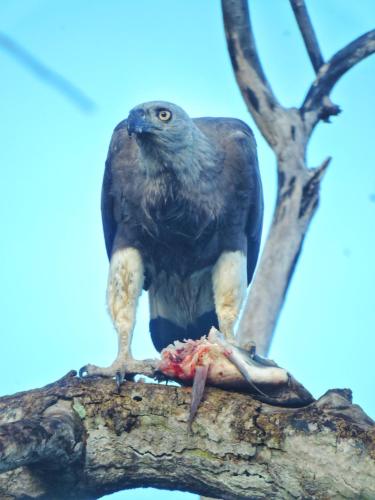 an eagle is sitting on a tree branch eating a fish at Richards Cabanas in Tissamaharama
