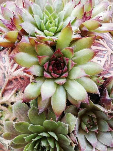a close up of a succulent plant at Ferienhaus Penitz in Großklein