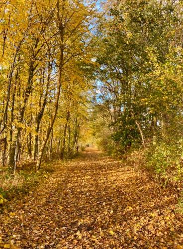 a dirt road with trees and leaves on it at Tallskog - Dein Apartment am Naturstrand Hohen Wieschendorf in Hohenkirchen