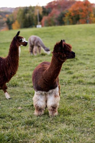 two llamas standing in a field of grass at Willa MM Kaszuby in Łapalice