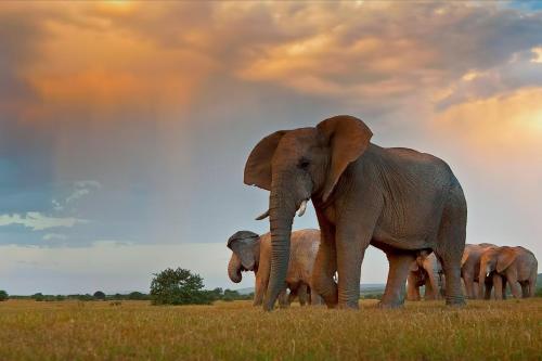 a herd of elephants standing in a field with a rainbow in the background at RiverBend Lodge in Addo