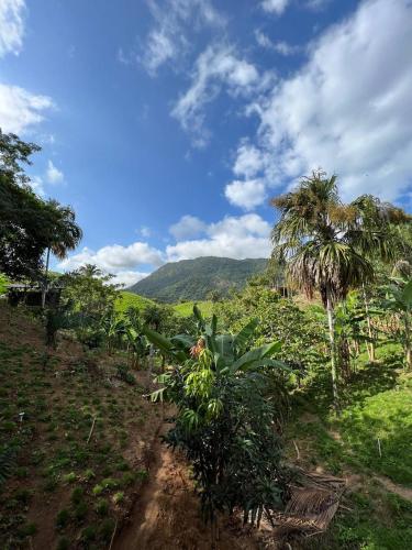 a dirt road in a field with palm trees at The Valley Tayrona hostel- A social jungle hostel in El Zaino