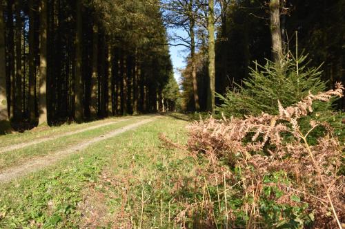 a dirt road through a forest with trees at Le Gîte au bord de la Forêt in Monthermé