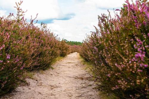 a dirt path between bushes with pink flowers at Ferienwohnung Ram 1 in Hermannsburg