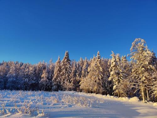 a snow covered field with trees in the background at Maatilamatkailu Jänisvaara in Kolinkylä
