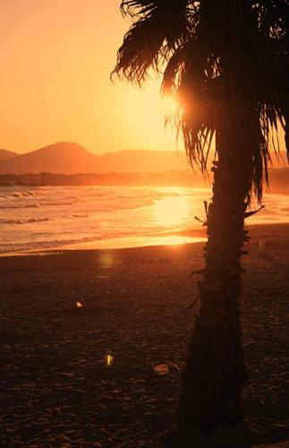 a palm tree on the beach at sunset at Paradise Village Port Aventuras in Salou