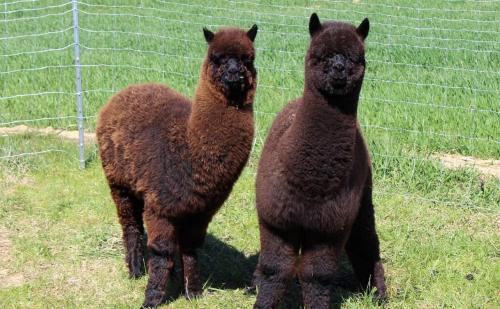 two brown llamas standing next to a fence at Ferienhof Schlag in Waldmünchen