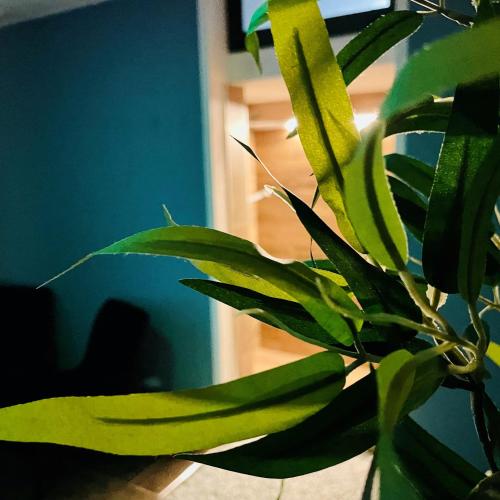 a green plant with green leaves in a room at Hotel Nordend in Gressoney-la-Trinité
