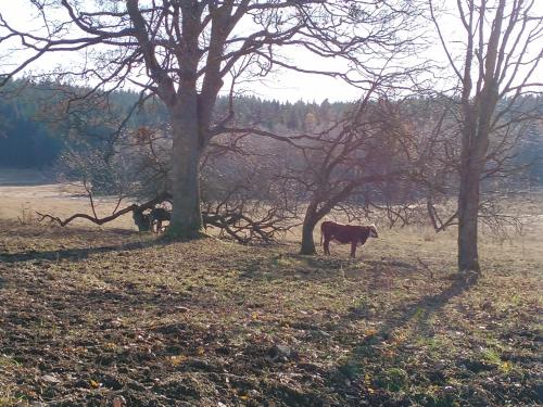 two horses standing in a field next to trees at Alm-House HOLLMANN in Železná Ruda
