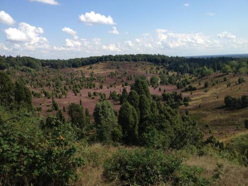 an aerial view of a field with trees on a hill at Ferienwohnungen Heideidylle in Amelinghausen