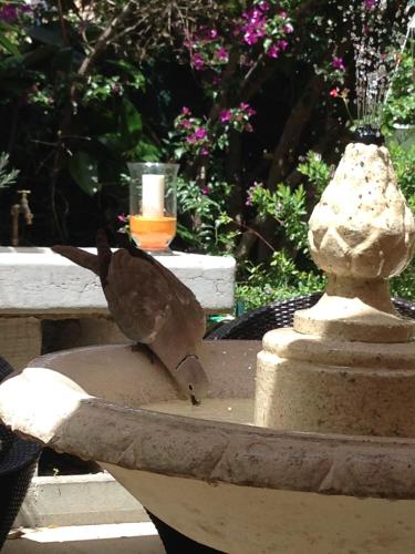 a bird standing on the side of a fountain at Hotel Chalet De L'isere in Cannes
