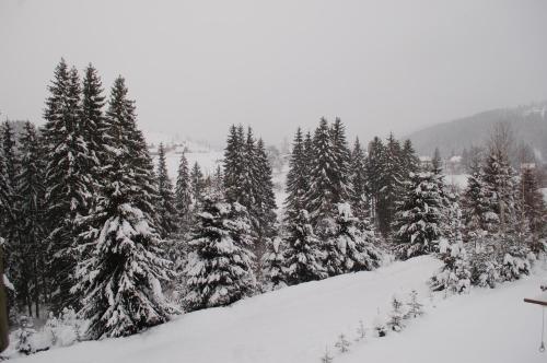 a snow covered forest with snow covered trees at GUTSULWOOD in Yablunytsya