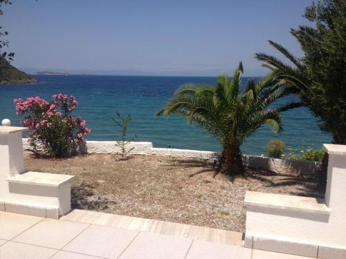 un jardín con una palmera y el océano en George Paradise en Nees Kidonies