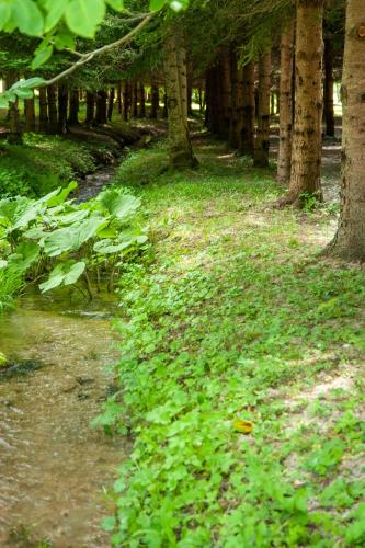 a path in a forest with trees and green plants at Albergo San Carlo in Ormea