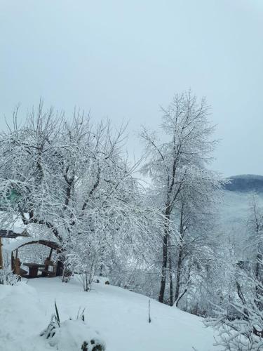 a group of trees covered in snow at House Menchul in Mala Uhol'ka