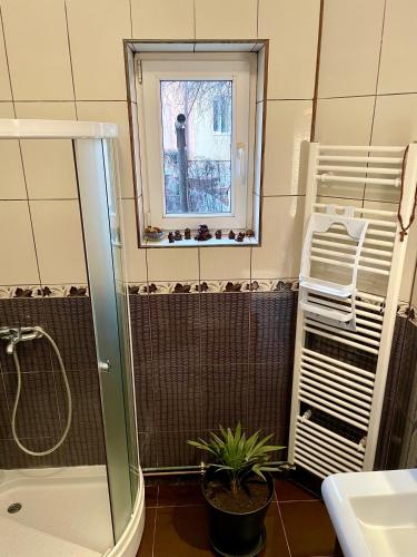 a bathroom with a shower and a window and a plant at Mosaico Alfetta Hostel in Timişoara