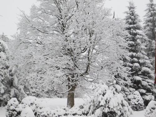 a tree covered in snow next to some trees at Chata u lesa in Výprachtice