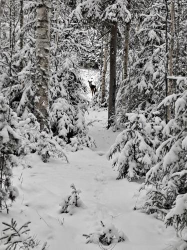 a snow covered path in a forest with trees at Levomäki Farm Cottages in Ypäjä