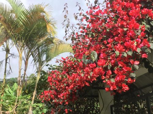 a bunch of red flowers hanging from a fence at Habitación Las Bromelias, Pijao, Finca Flora del Rio in Pijao