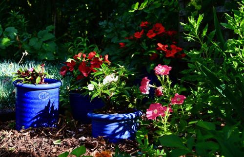 two blue buckets filled with flowers in a garden at Kākā Ridge Retreat Luxury Cottage in Tawharanui
