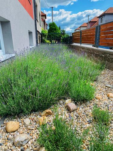 a garden with tall grass and rocks in front of a building at Apartmány na Zahradní in Břeclav