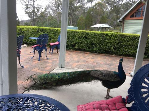 a peacock standing on a patio with a table and chairs at Girraween Country Inn in Ballandean