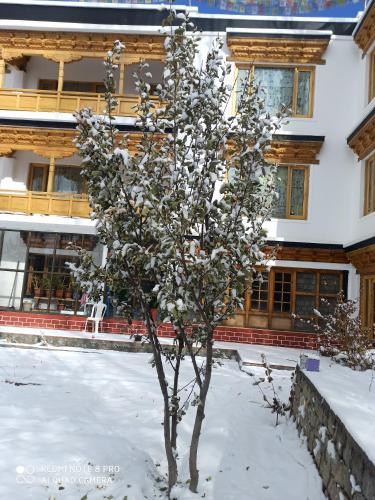 a tree in the snow in front of a building at Rock Castle Residency in Leh