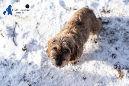 a brown dog standing in the snow at FruPi-Apartmanok in Ostoros
