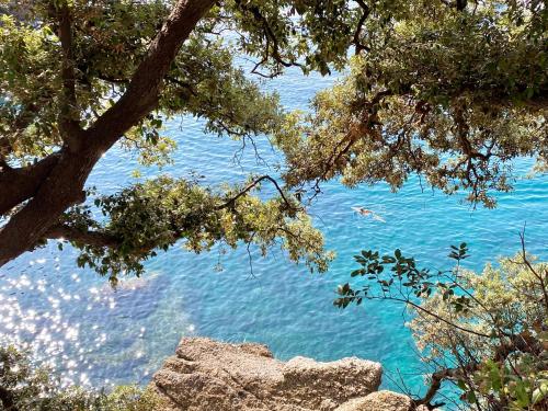 a person swimming in the water under a tree at A dream in Portofino Piazzetta in Portofino