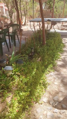 a green bush in front of a picnic table at Hostal Candelaria in San Pedro de Atacama
