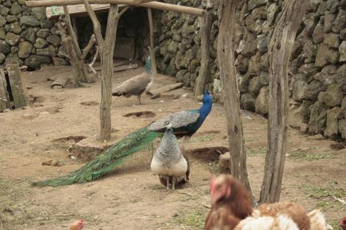 a group of peacocks walking around in a zoo at Quinta Rico - House II in Praia da Vitória