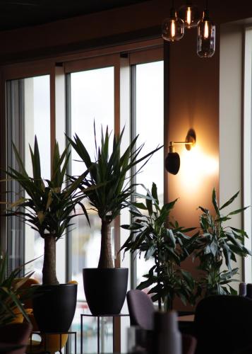 a group of plants sitting on a table in front of a window at The Tide - Hotel in Sørvågen