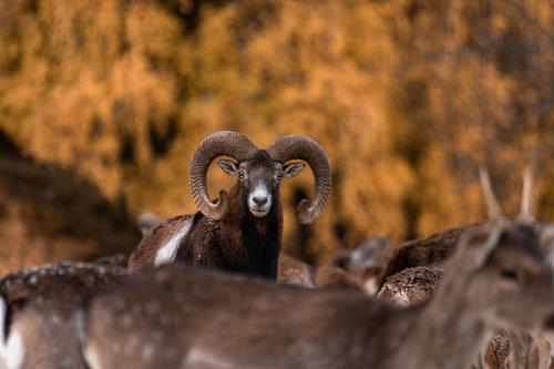 Animales en el hostal o pensión o alrededores