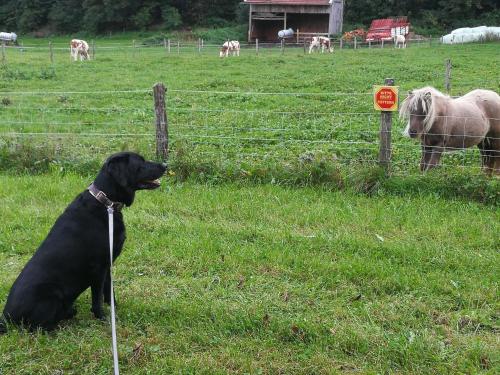 a black dog sitting in a field looking at sheep at Ferienwohnung Wiadahoam in Marquartstein