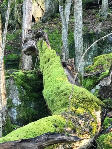 a log covered in green moss in a forest at Hunnebergs Gård Hostel & Camping in Vargön