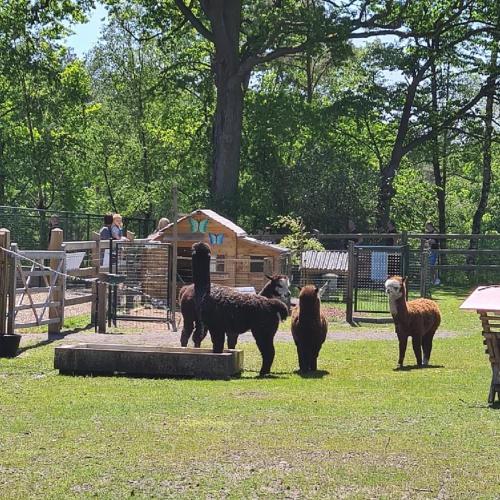 シャレーの敷地内または近くにいる動物