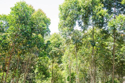 een groep hoge bomen in een bos bij Casa Container FIGO em meio a natureza na Serra Gaúcha in Flores da Cunha