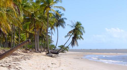 a beach with palm trees and the ocean at Pousada Oliveiras in Caravelas