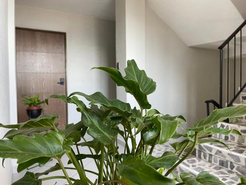 a plant in a vase next to a staircase at Estacion Alameda Downtown in Orizaba
