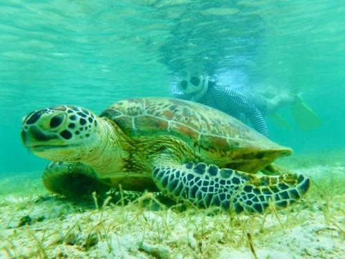 a green sea turtle swimming in the ocean at Happy Island Miyako in Miyako Island