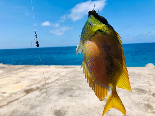 a fish hanging from a hook on the beach at Happy Island Miyako in Miyako Island