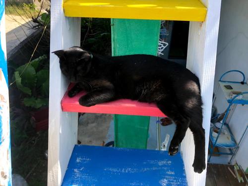 a black cat laying on a colorful chair at Happy Island Miyako in Miyako Island