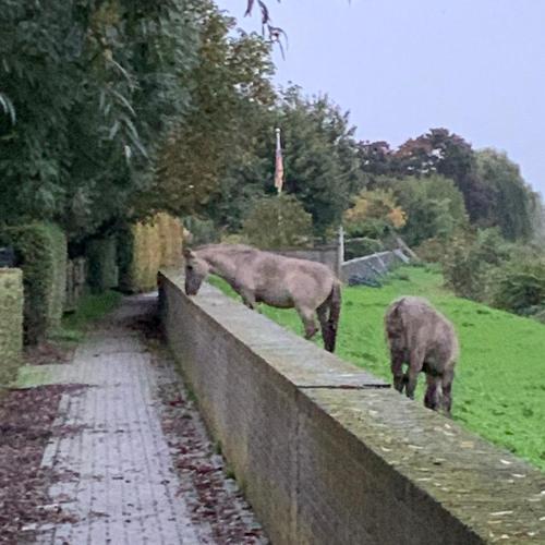 two horses are standing on top of a wall at Hoeve op de Meer in Maastricht