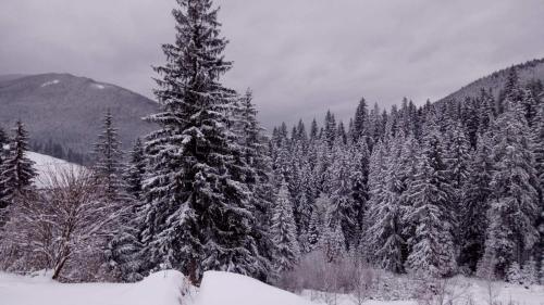 a snow covered forest with a large pine tree at Khatky Na Penkakh in Vorokhta