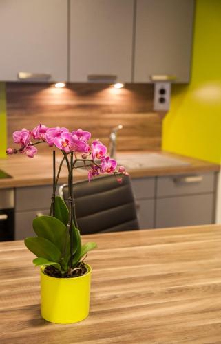 a plant in a yellow pot on a table at Appartements Le Hupsa Pfannala in Saint-Hippolyte