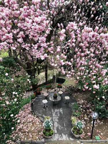 a tree with pink flowers on it with a fountain at Villa Monica in Luino