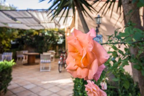 a pink rose in front of a patio at B&B Le Muse in Mondello