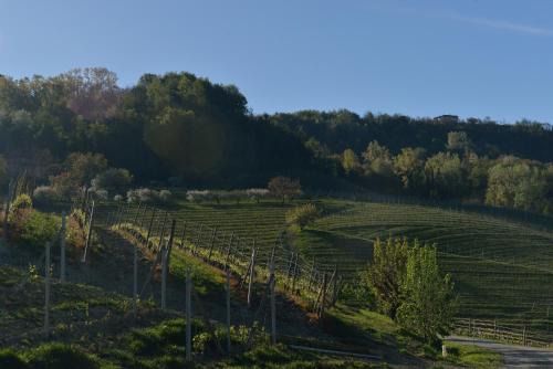 a vineyard on a hill with trees in the background at Costa di Bussia in Monforte dʼAlba